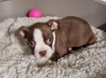 Boston terrier nestje 