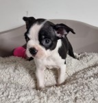 Boston terrier nestje 