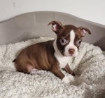 Boston terrier nestje 
