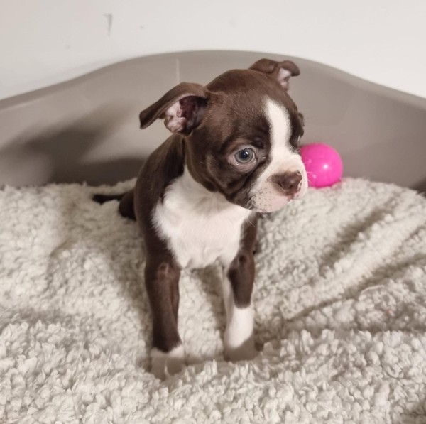 Boston terrier nestje 