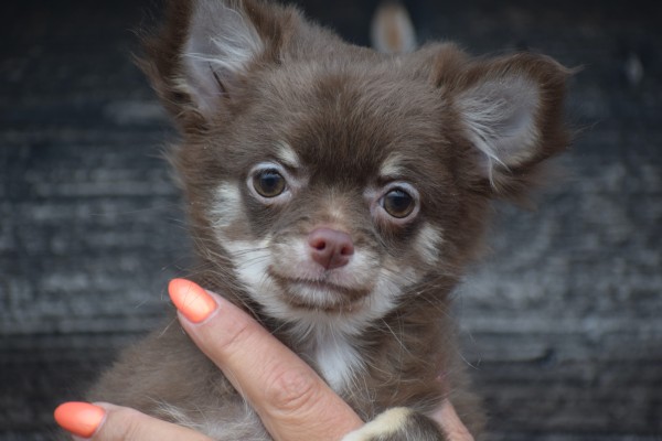 Chihuahua (teef) 27796