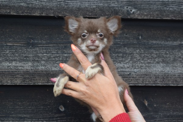 Chihuahua (teef) 27796