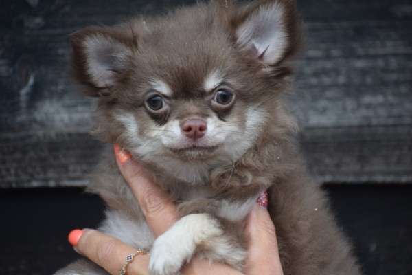 Chihuahua (teef) 27802