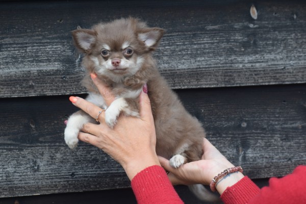 Chihuahua (teef) 27802