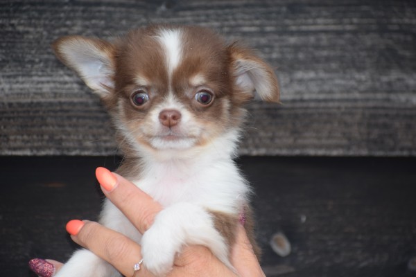 Chihuahua (teef) 40461