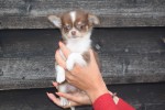 Chihuahua (teef) 40461