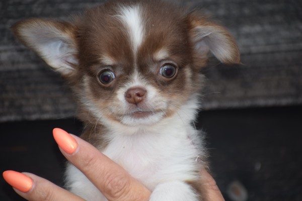 Chihuahua (teef) 40461