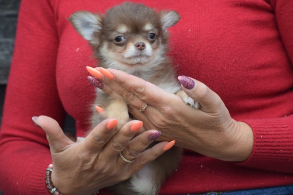 Chihuahua (reu) 40458