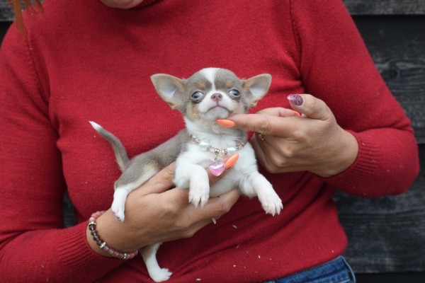 Chihuahua (teef) 31698