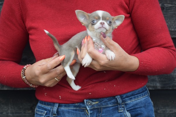 Chihuahua (teef) 31698