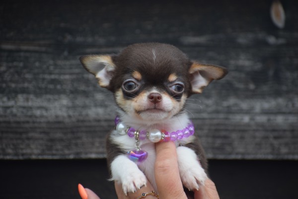 Chihuahua (reu) 40351