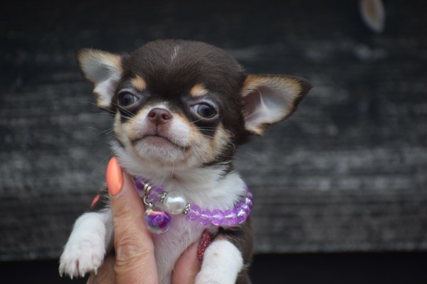 Chihuahua (reu) 40351