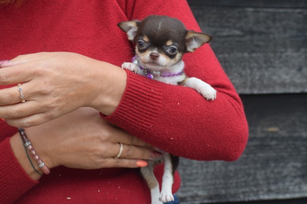 Chihuahua (reu) 40351