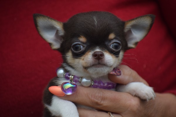 Chihuahua (reu) 40351