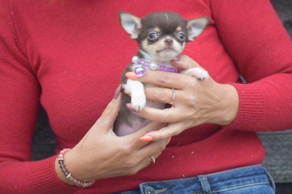 Chihuahua (reu) 40351