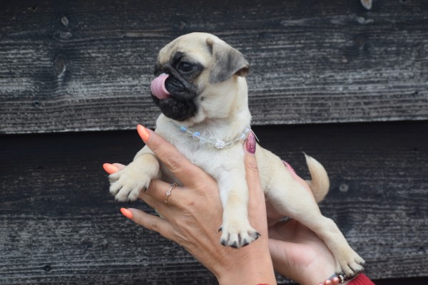 Mopshond (reu) 30981