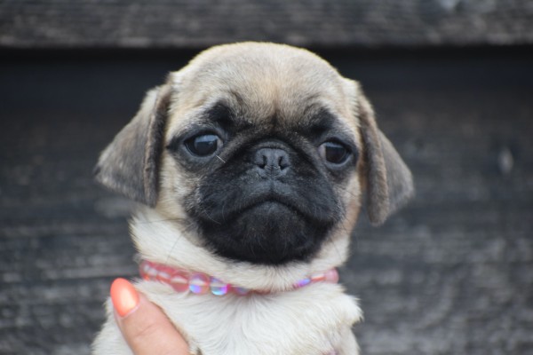 Mopshond (teef) 30985