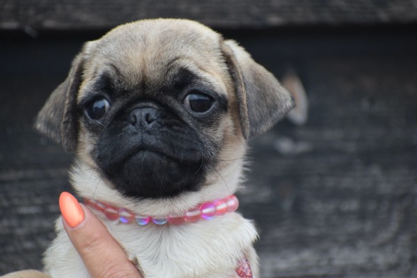 Mopshond (teef) 30985