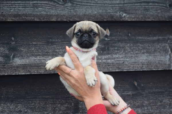 Mopshond (teef) 30985