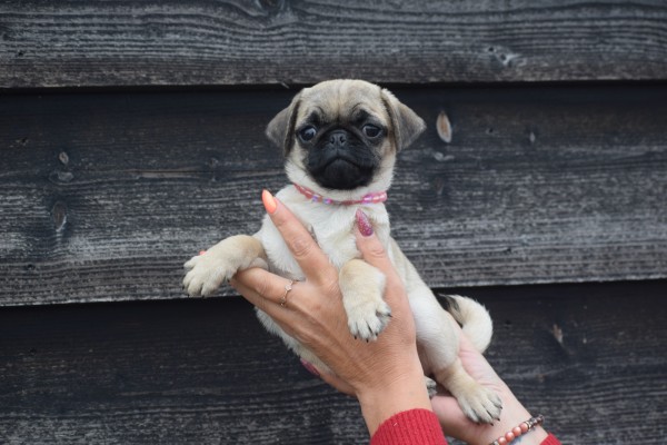 Mopshond (teef) 30985