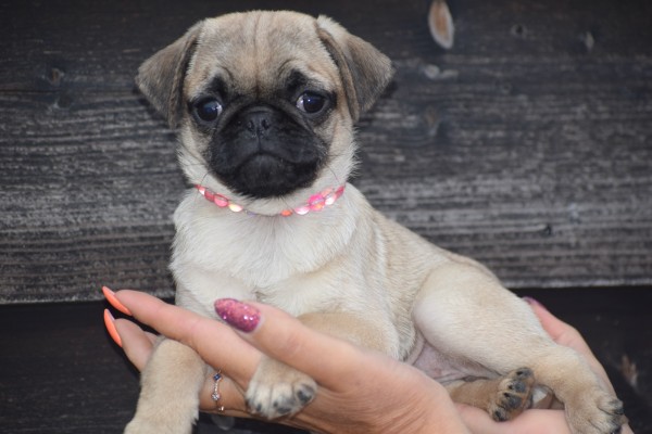 Mopshond (teef) 30985