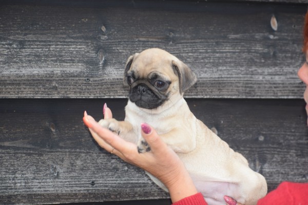 Mopshond (teef) 30987