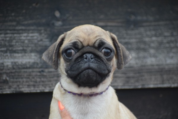 Mopshond (teef) 30987