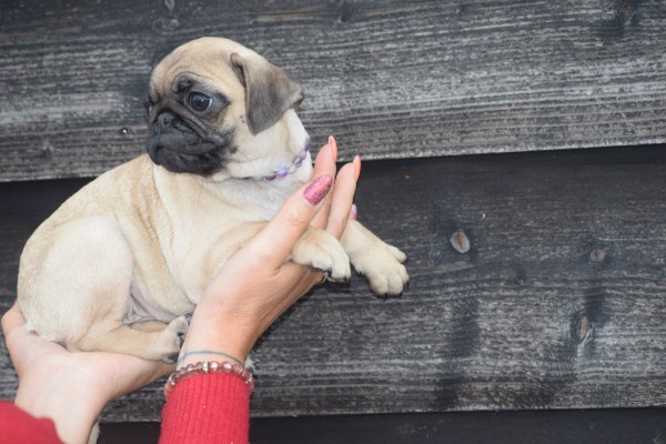 Mopshond (teef) 30987