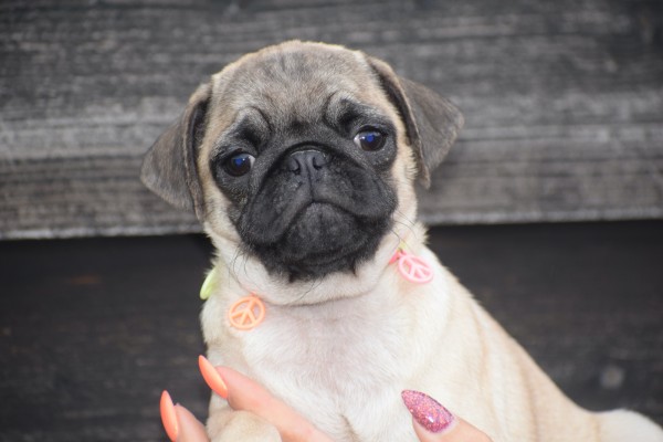 Mopshond (reu) 30982