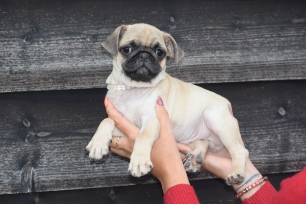 Mopshond (reu) 96741