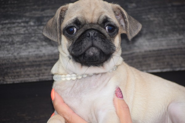 Mopshond (reu) 96741