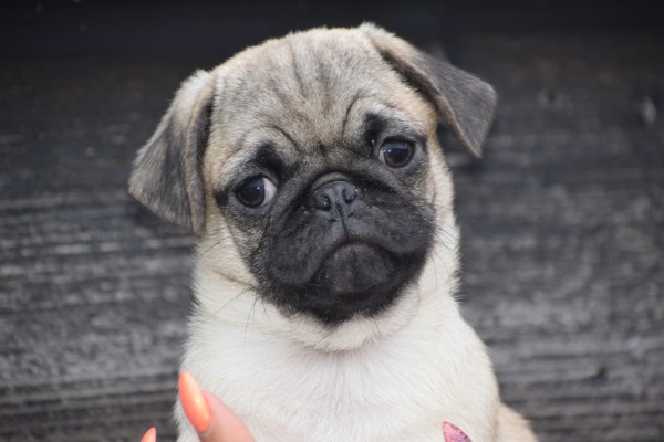 Mopshond (reu) 30983