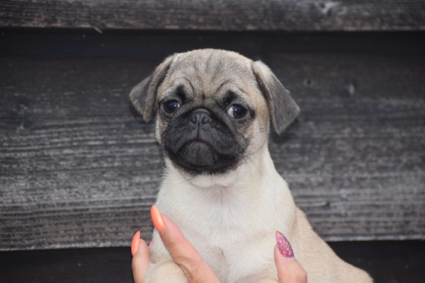 Mopshond (reu) 30983