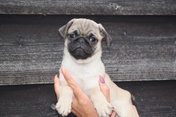 Mopshond (reu) 30983