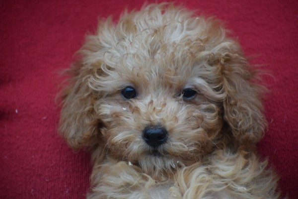 Cavapoo (teef) 36319
