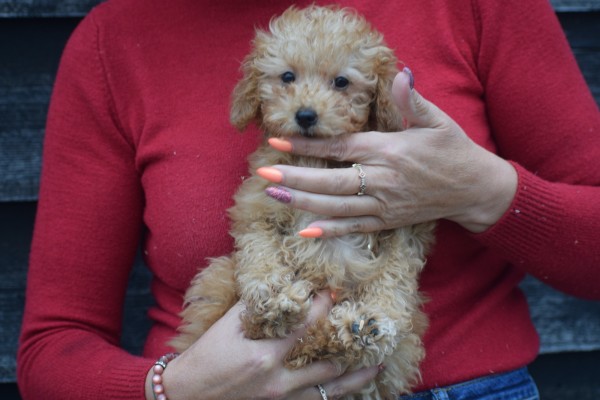 Cavapoo (teef) 36319