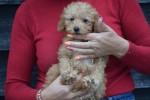 Cavapoo (teef) 36319