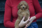 Cavapoo (teef) 36311
