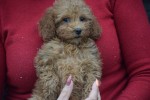 Cavapoo (teef) 36311