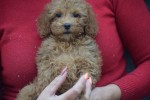 Cavapoo (teef) 36311