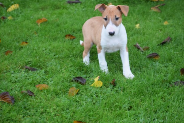 Bull Terrier (teef) 66652