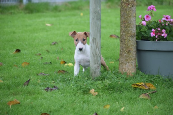 Bull Terrier (teef) 66652