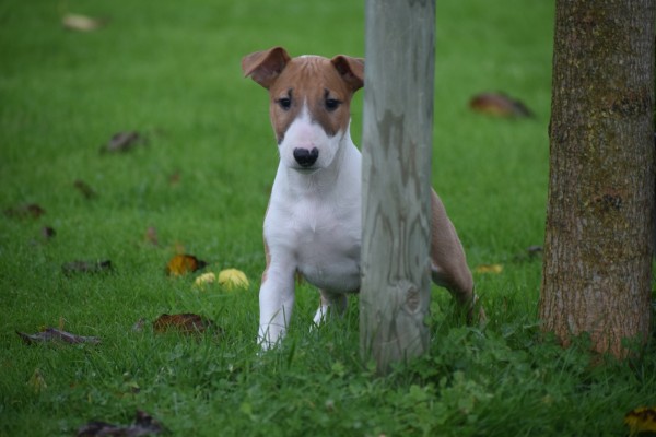 Bull Terrier (teef) 66652