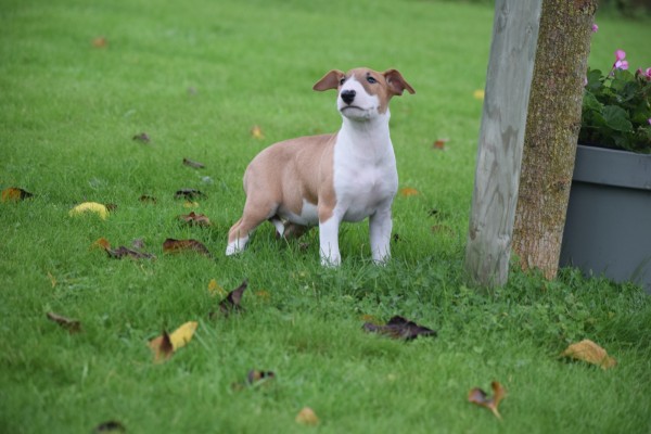 Bull Terrier (teef) 66652