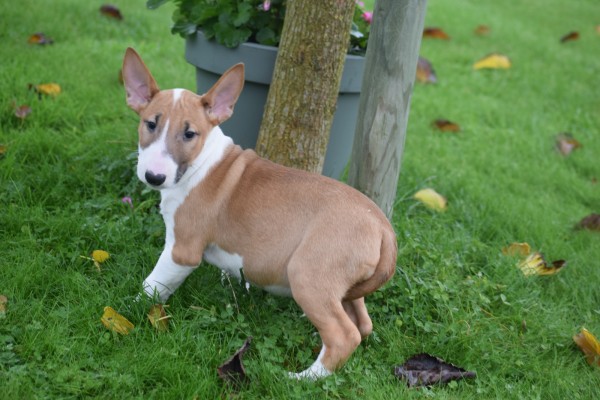 Bull Terrier (teef) 66655