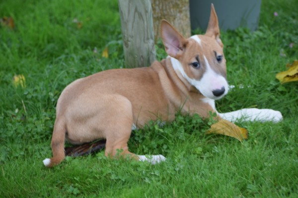 Bull Terrier (teef) 66655