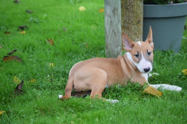 Bull Terrier (teef) 66655