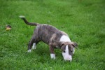 Bull Terrier (reu) 66653