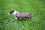 Bull Terrier (reu) 66653