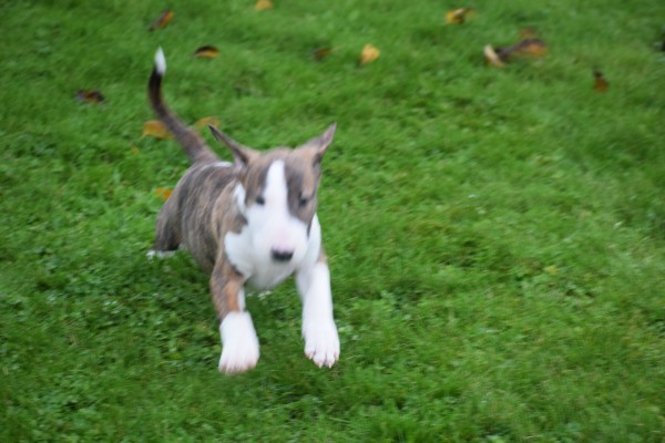 Bull Terrier (reu) 66653